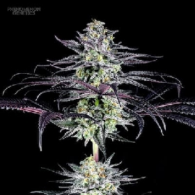 Watermelon Tangoz > Phenomenom Genetics